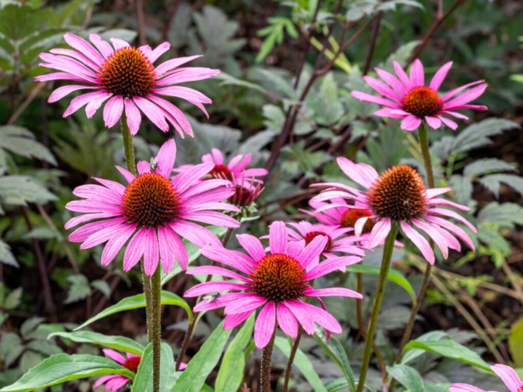 Best Plants for Clay Soil in Toronto Backyards