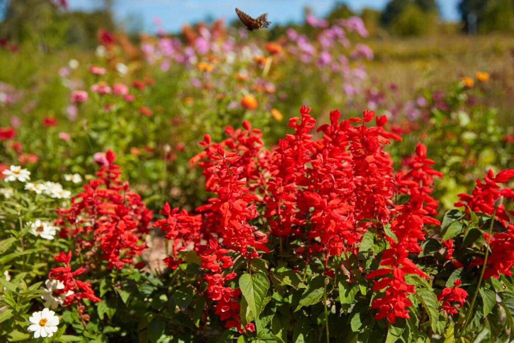 Fall Planting Guide for Shrubs, Trees, and Perennials in Toronto