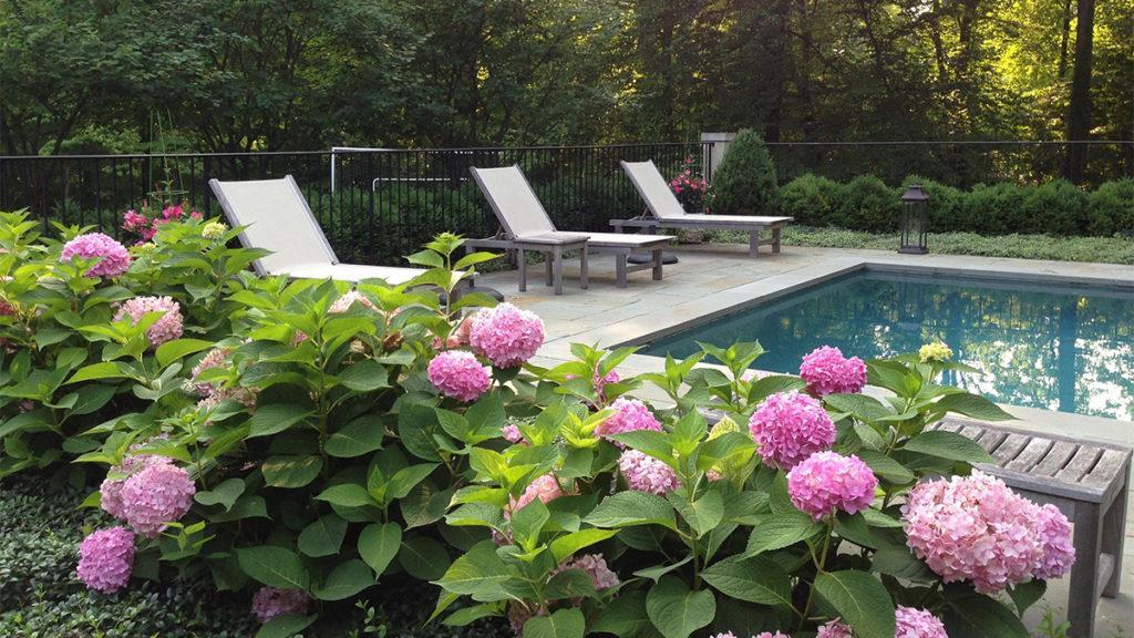 What to Plant Around a Pool in Toronto